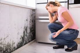 Best Mold Prevention Services in Twentynine Palms, CA